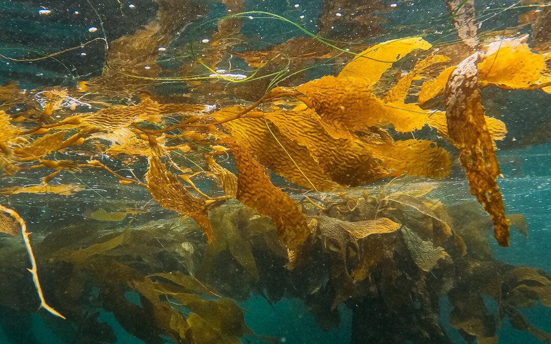 Cascadia Seaweed – Processing Plant